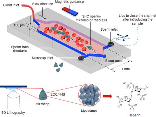 Concept of blood-adapted sperm micromotors