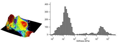 Elastic modulus overlaid in colour on the 3D representation of the sample height and corresponding elastic modulus distribution as a histogram