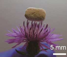aramid-aerogel nanocomposite resting on a flower bud