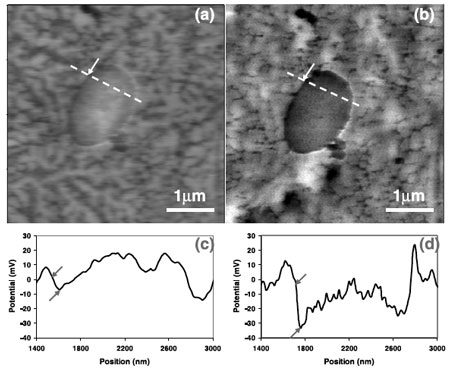 Surface potential mapping of membrane fragments