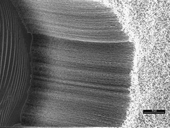 Thousands of carbon nanotubes growing like grass