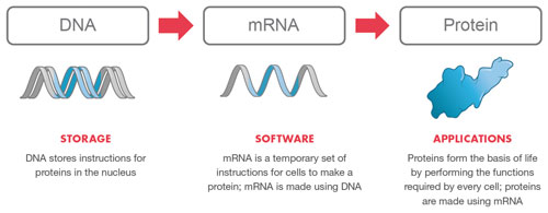 The mRNA technology platform
