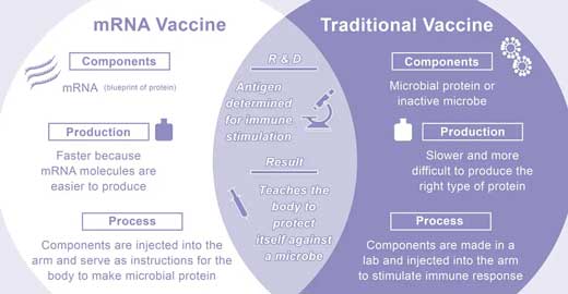 A comparison of traditional with the new mRNA vaccine