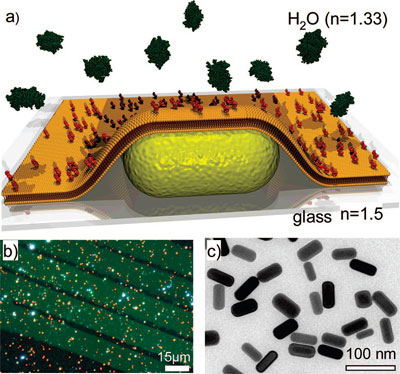 gold nanorod coated with a partly biotinylated membrane and exposed to streptavidin