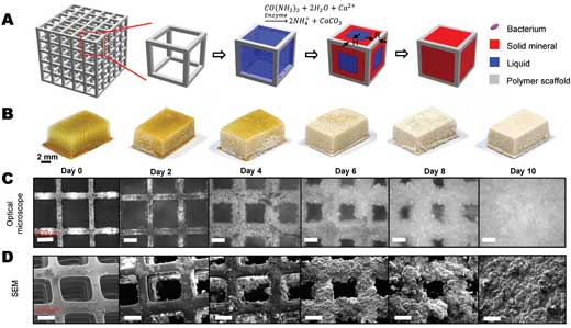Bacteria-assisted mineral growth within a lattice scaffold