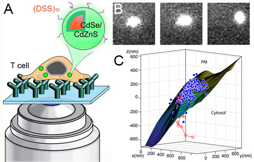 CdSe/CdZnS quantum dots (QDs) coated with a cell penetrating peptide can be delivered to the cytosol of live T cells