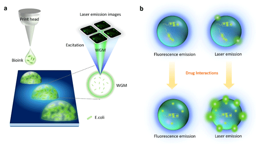 image-based E. coli biolaser microarray