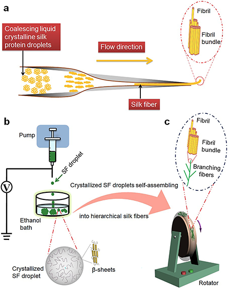 Schematic illustration of crystallized droplets of silk protein molecules self-assembling to hierarchical suprafibrillar silk fibers