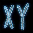 sex-chromosomes