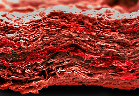 A colored scanning electron microscopy (SEM) image of cross section of a Ti3C2Tx MXene film that shows a typical layered structure for stacked 2D materials