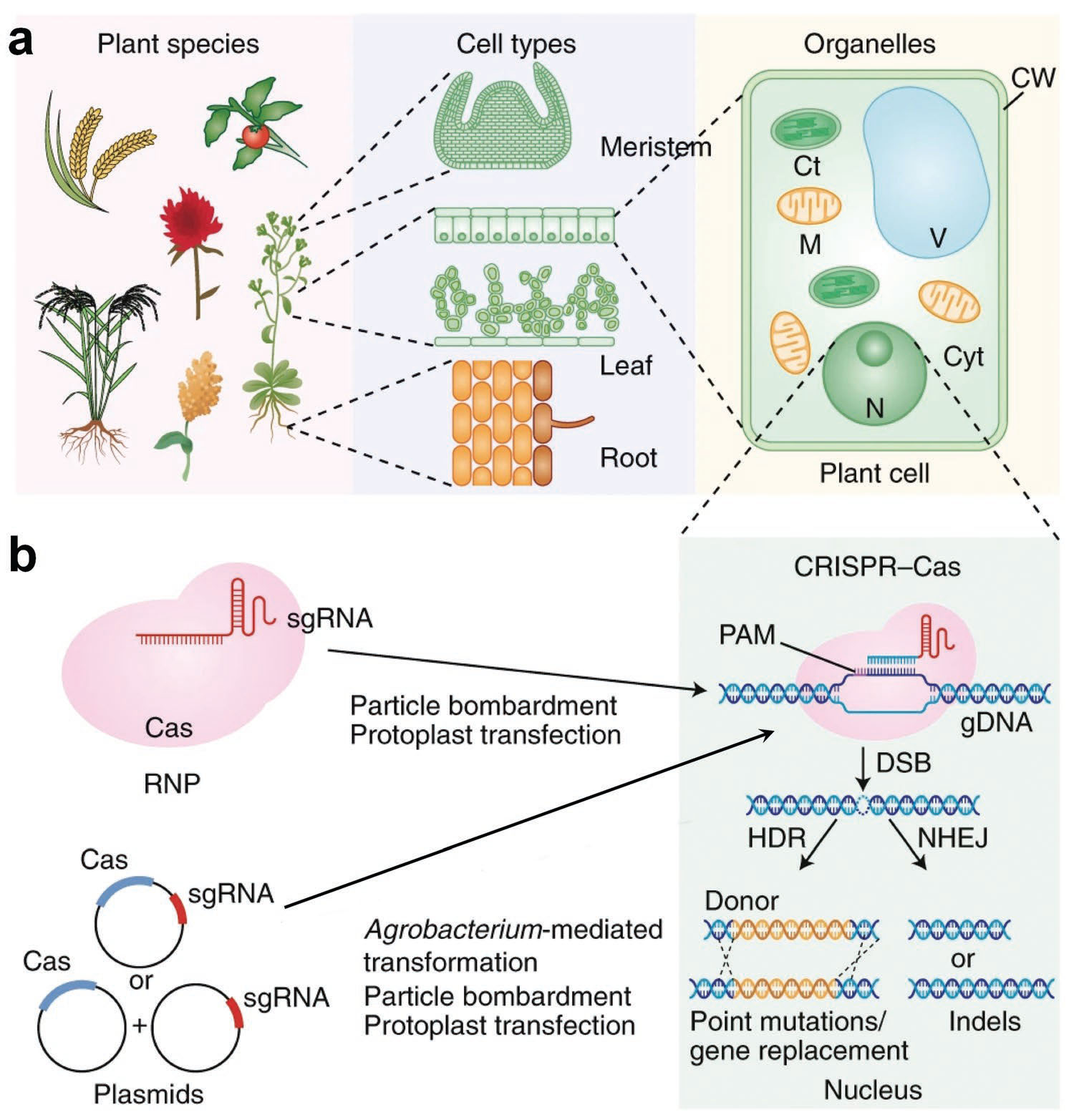 Delivery of CRISPR-Cas reagent to diverse plant species, cells, and organelles