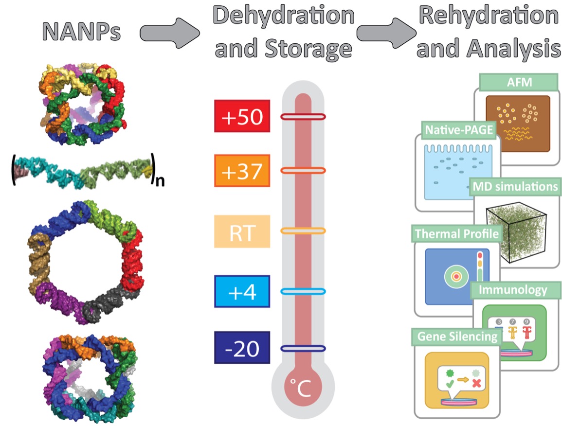 Anhydrous Nucleic Acid Nanoparticles for Storage and Handling at Broad Range of Temperatures