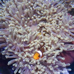 heteractis_magnifica