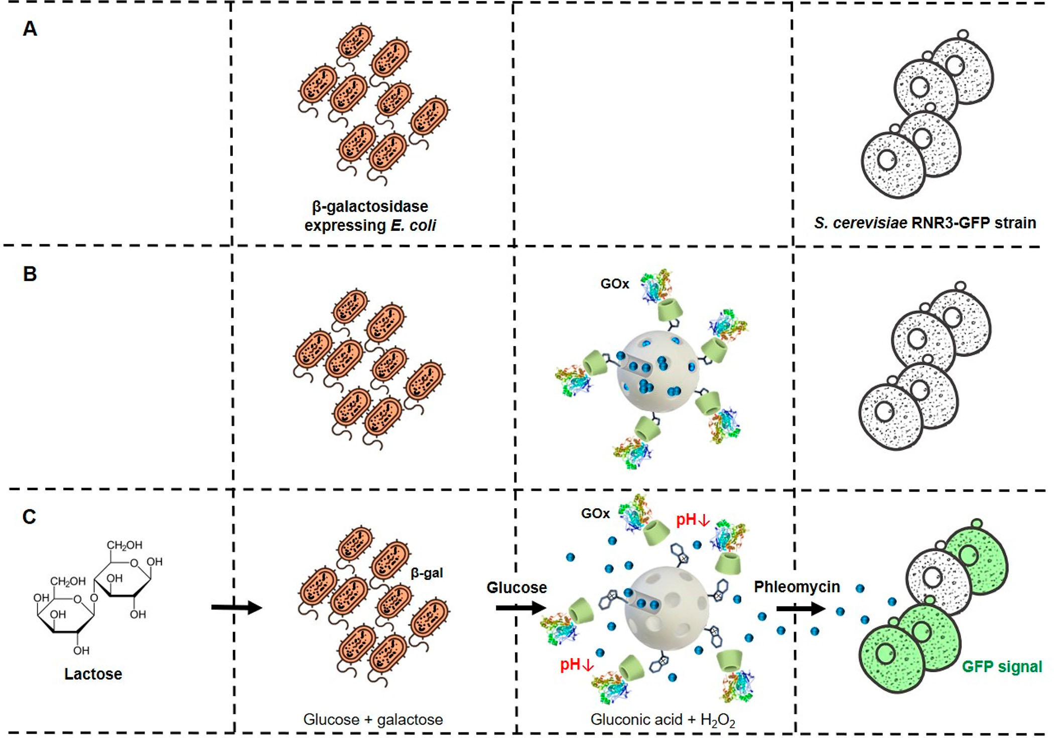 Nanoprogrammed Chemical Communication Paradigm between Microorganisms from Different Kingdoms
