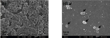 effect of antimicrobial carbon nanotube coating