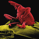 microbe