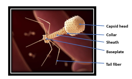 An adapted computer-generated rendition of a bacteriophage