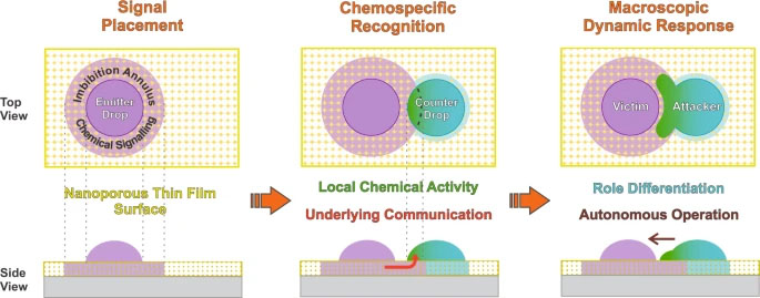 Schematic concept of the underlying nanoporous layer mediation to achieve complex inter-droplet responses