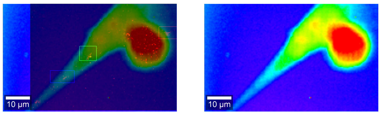 Raman microscopy image of a fixed neural stem cell (right) overlaid with the Raman image showing three single-walled carbon nanotubes (left)