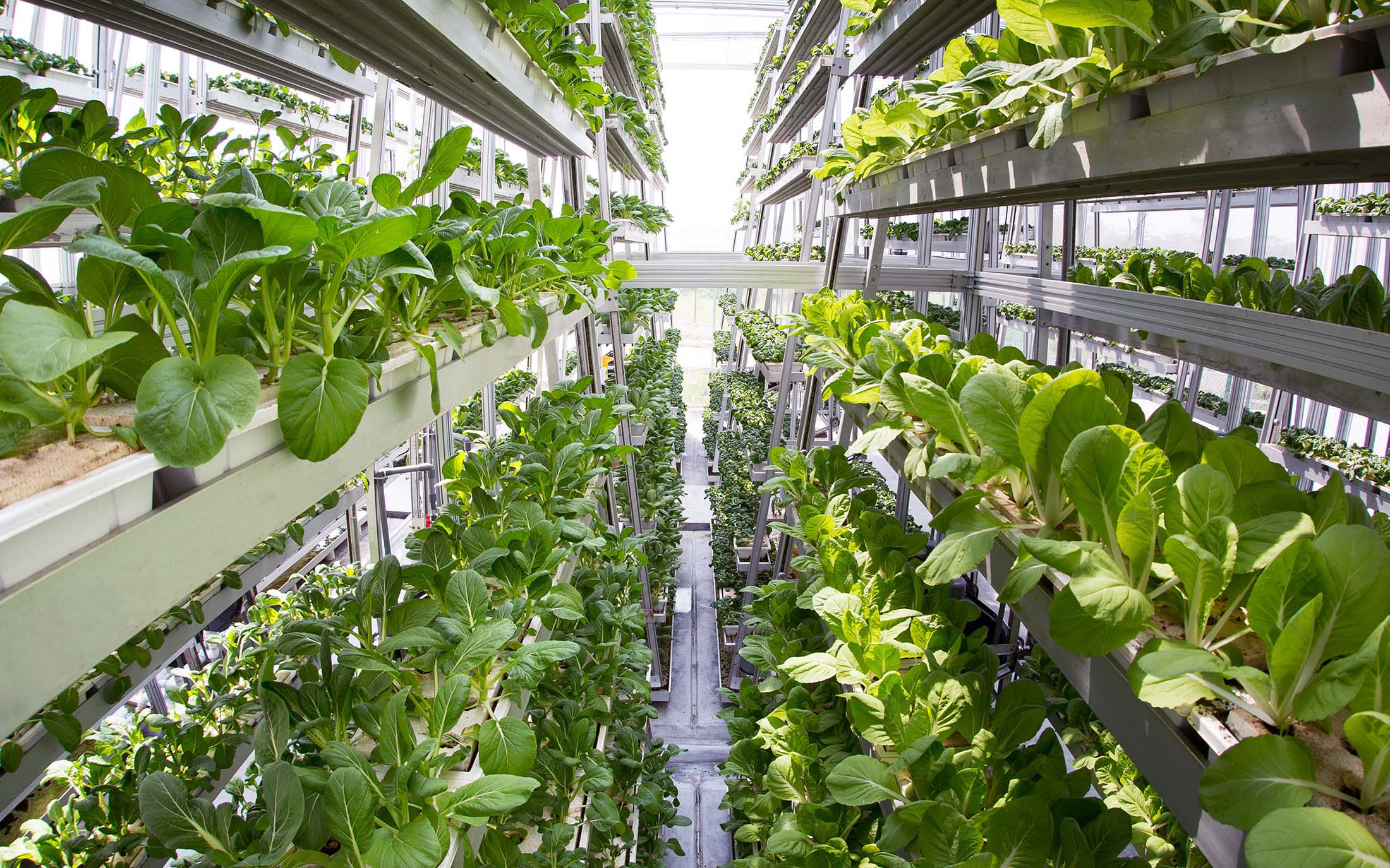 A vertical farm at Sky Greens where leafy vegetables are grown