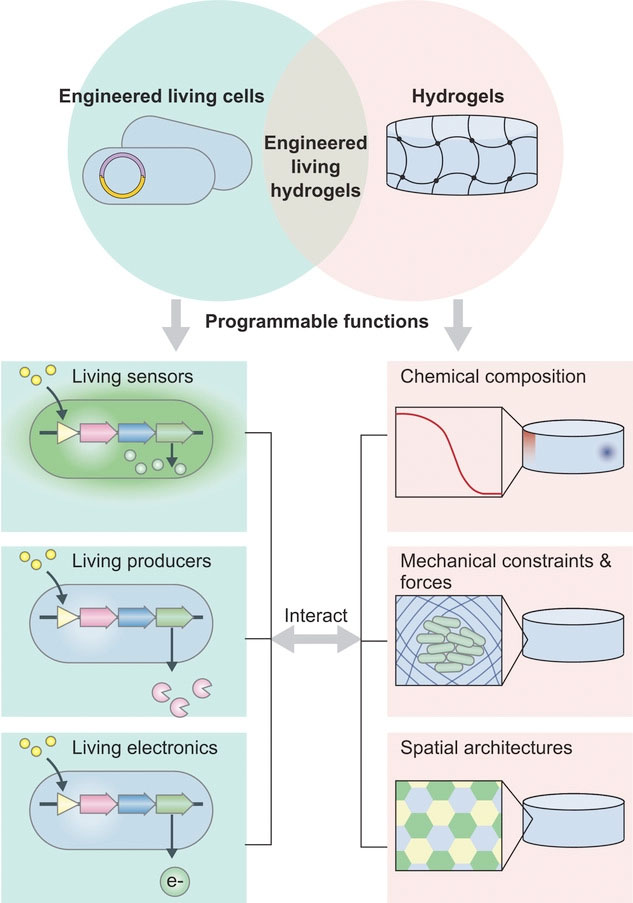 The convergence of engineered living cells and hydrogels gives rise to the technology of engineered living hydrogels