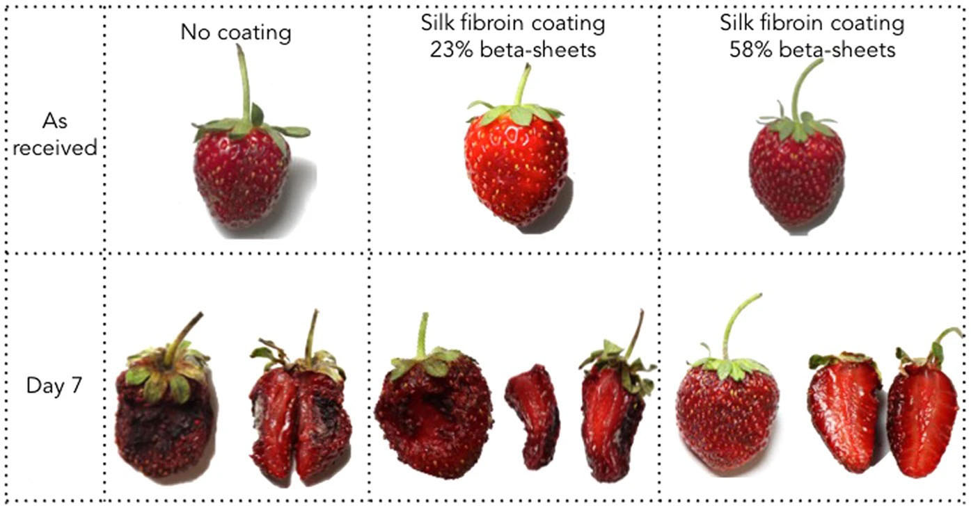 Ripening and weight loss of strawberries coated with edible silk fibroin coating