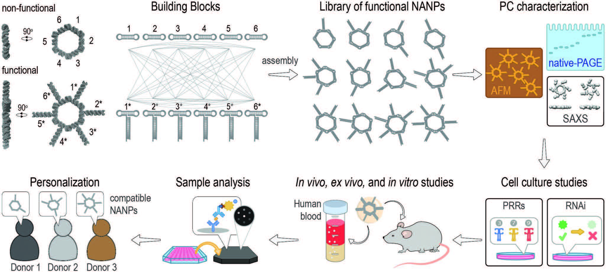 Expanding Structural Space for Immunomodulatory Nucleic Acid Nanoparticles (Nanps) via Spatial Arrangement of Their Therapeutic Moieties