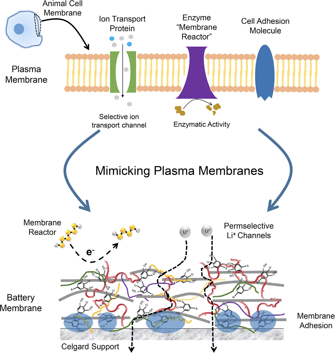 Schematic depicting the analogy between a plasma membrane and the EPL-rGO membrane