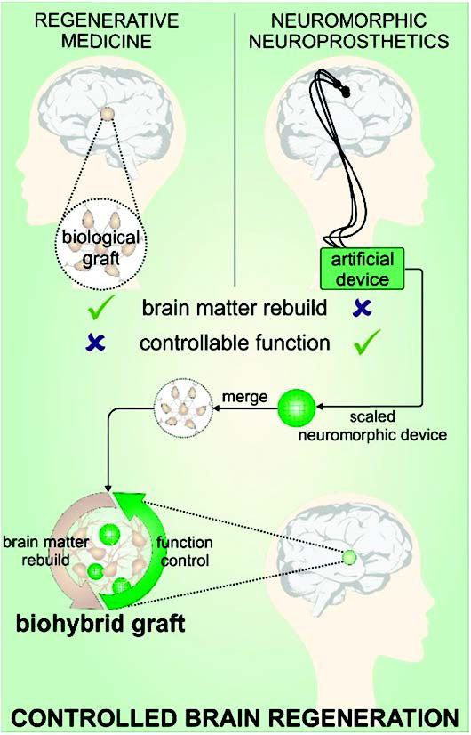 Concept of functional biohybrids for brain regeneration