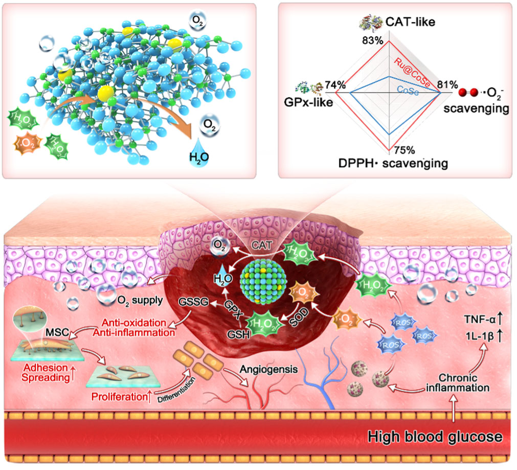 Illustration of the working mechanisms of Ru@CoSe in scavenging ROS, protecting stem cells, and promoting angiogenesis