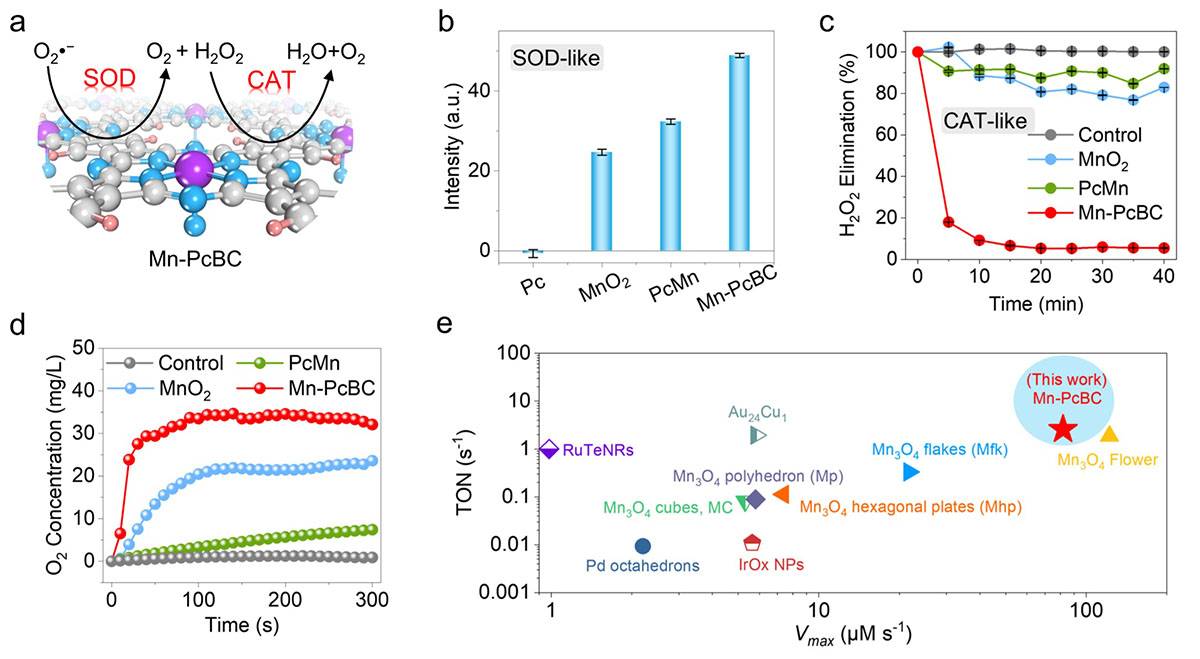 Performance of ROS scavenging from manganese-coordinated polyphthalocyanine-based biocatalysts