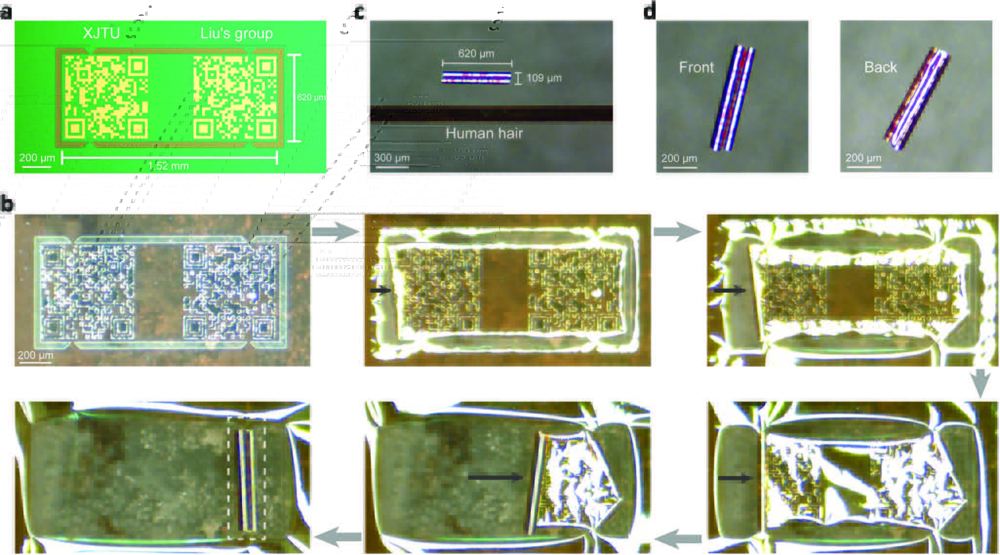 Self-rolling-up enabled high-density information storage in ferroic oxide membranes