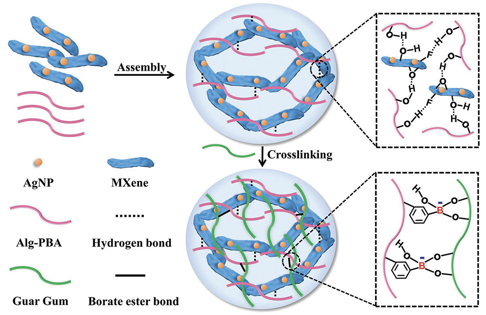 Schematic of the fabrication of the healable, injectable, and antibacterial MXene hydrogel