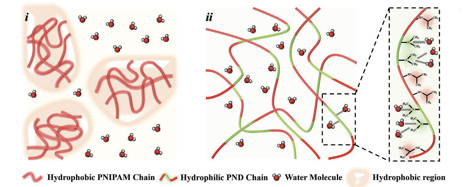 Schematic depiction of PNIPAM and PND hydrogel structures