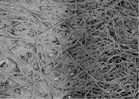 SEM image of a cellulose-laser induced graphenic electrodes interface