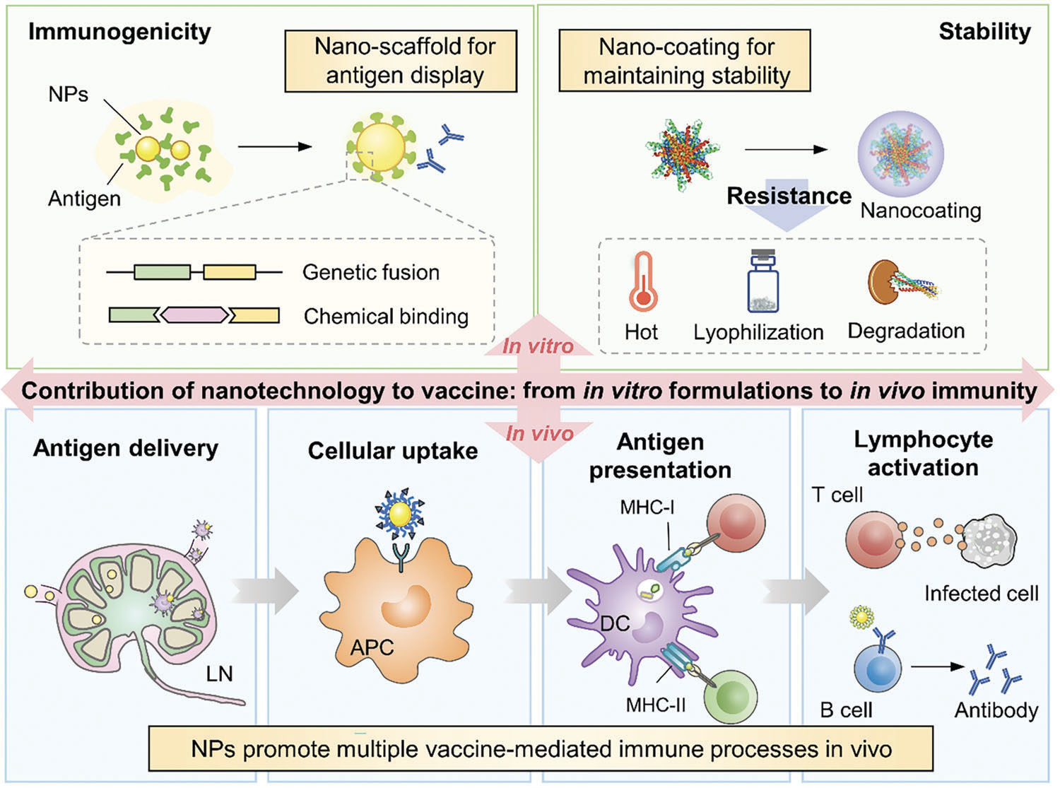 Contribution of nanotechnology to vaccine from in vitro formulations to in vivo immunity
