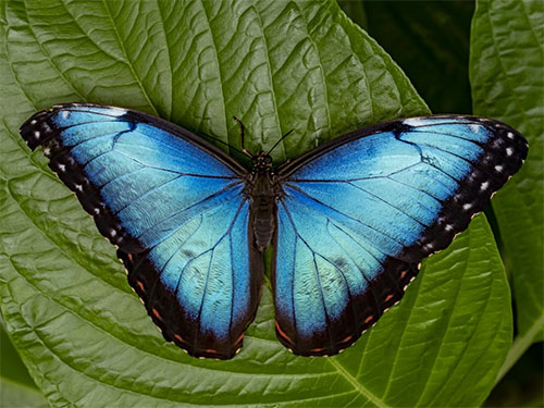 A blue morpho butterfly sits on a leaf