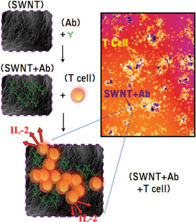 Schematic of anti-CD3-adsorbed SWCNT scaffolds inducing T cell stimulation
