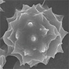 micro-urchin
