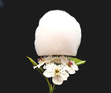Photograph of a piece of ultralight ceramic aerogel standing on the pistils of a flower