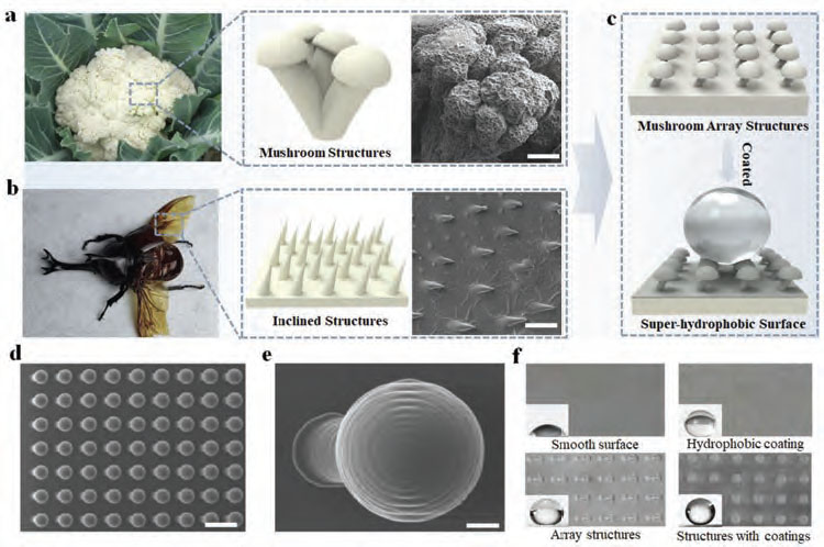Bionic functional surfaces with inclined micromushrooms