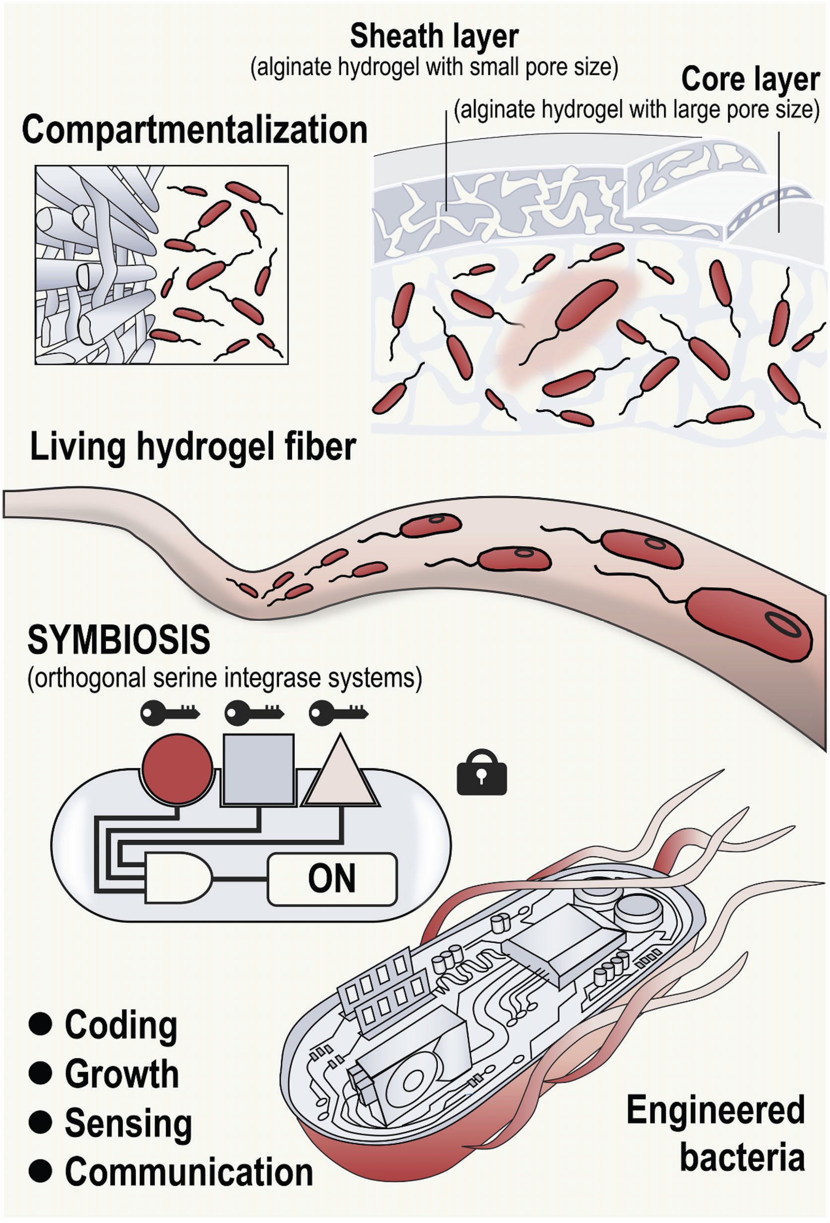 The design of engineered bacteria embedded with mechanically reinforced and functionally programmable hydrogel fiber platform.