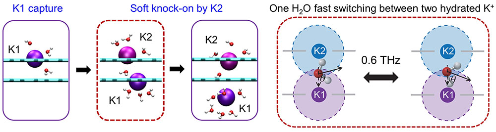 The permeation of K+ follows a dual-ion transport mechanism