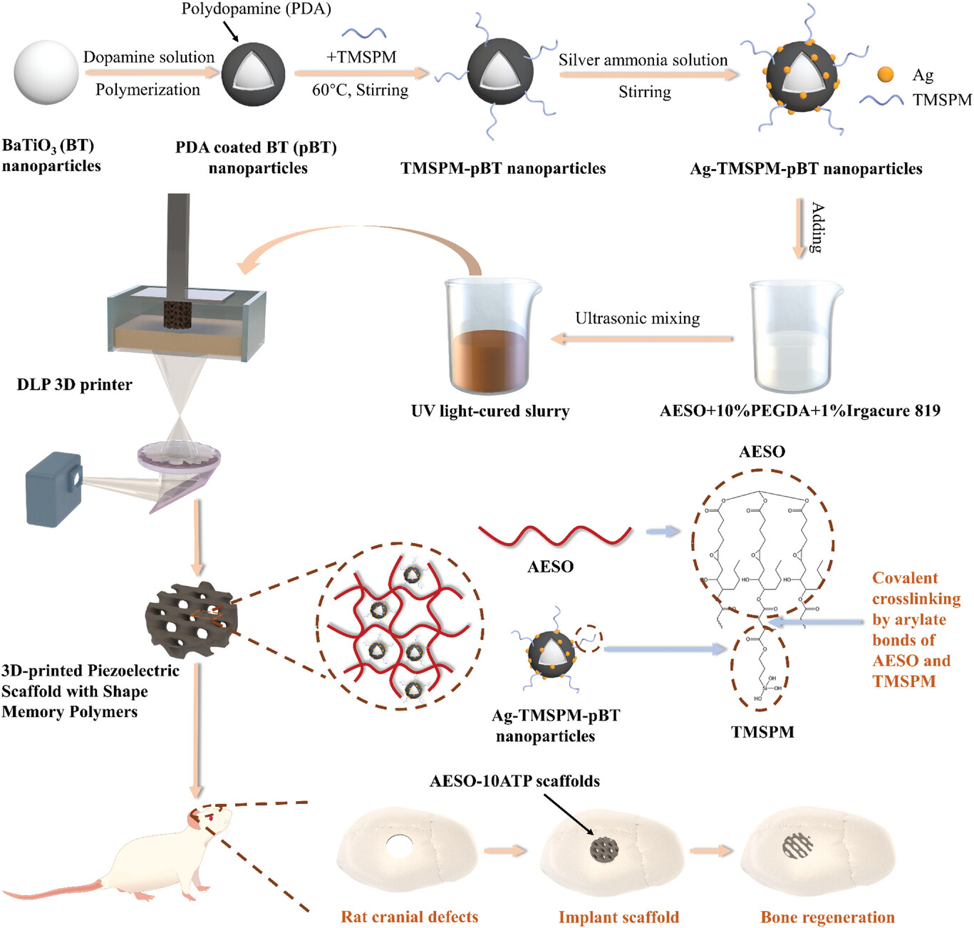 The preparation process of Ag-TMSPM-pBT nanoparticles and the AESO scaffolds doped with 10% Ag-TMSPM-pBT nanoparticles, and application of the AESO-10ATP scaffolds in bone regeneration
