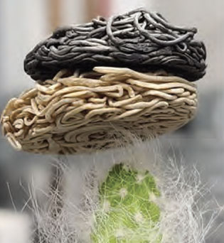 Non-reduced and reduced GO aerogels on the very light hairs of cactus