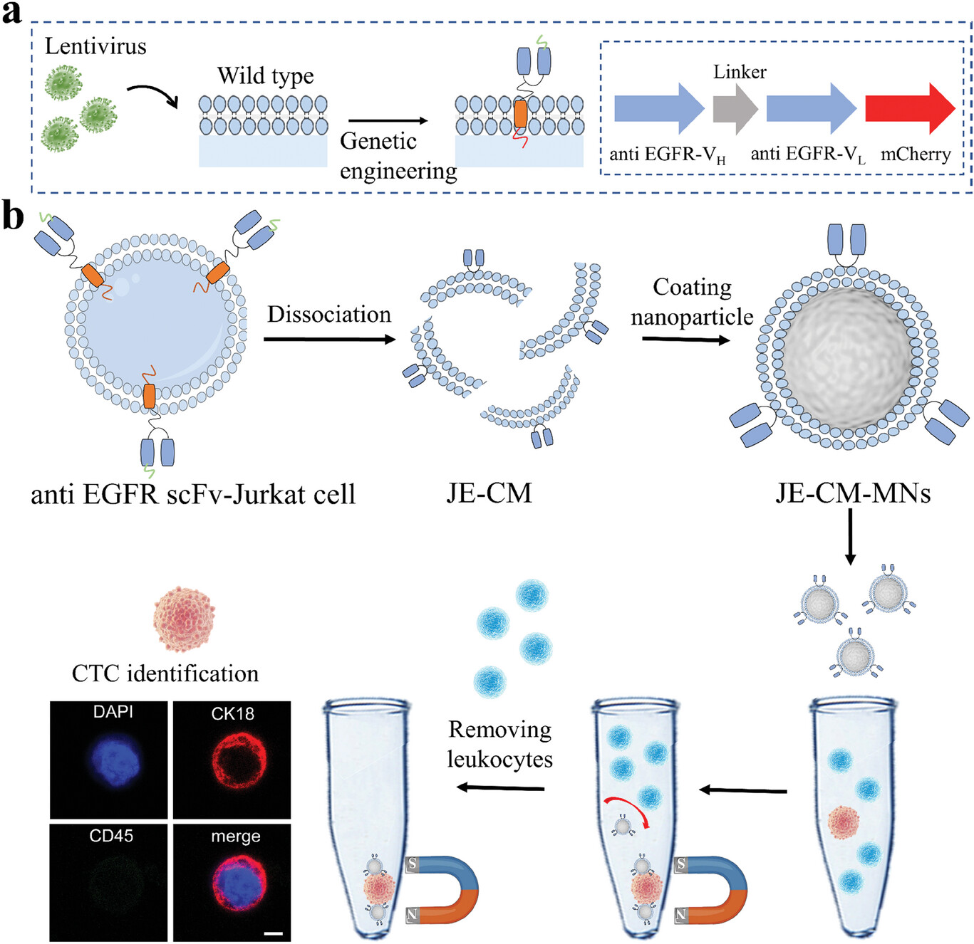 Construction of the genetically engineered cell membrane-based platform for isolation of circulating tumor cells
