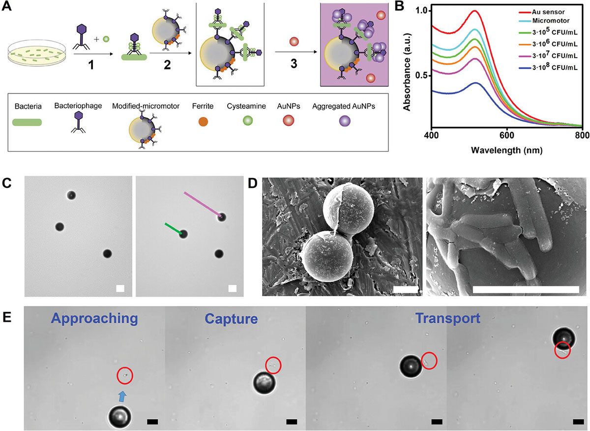 bacteriophage-functionalized magnetic Janus micromotors for E. coli bacteria biosensing