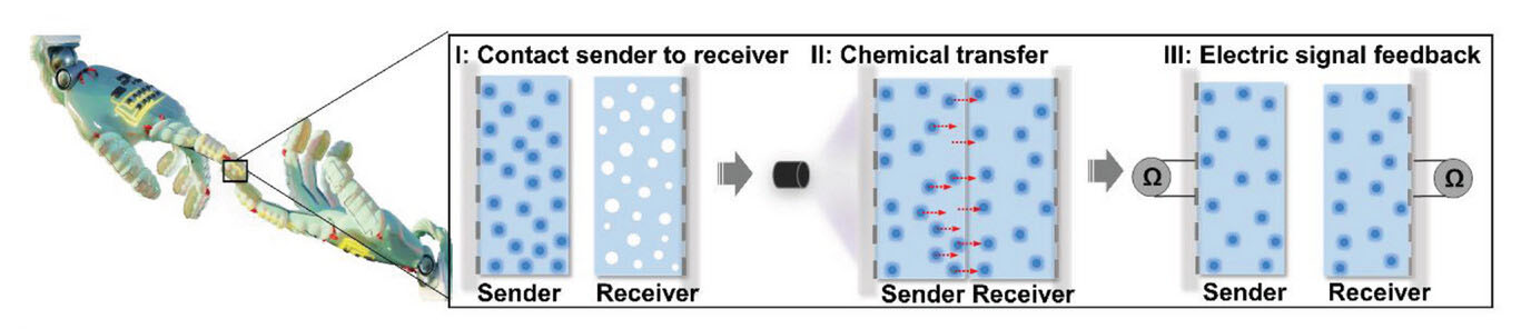 Schematic illustration of the process of chemical communication, including information transfer, reception, and sensing
