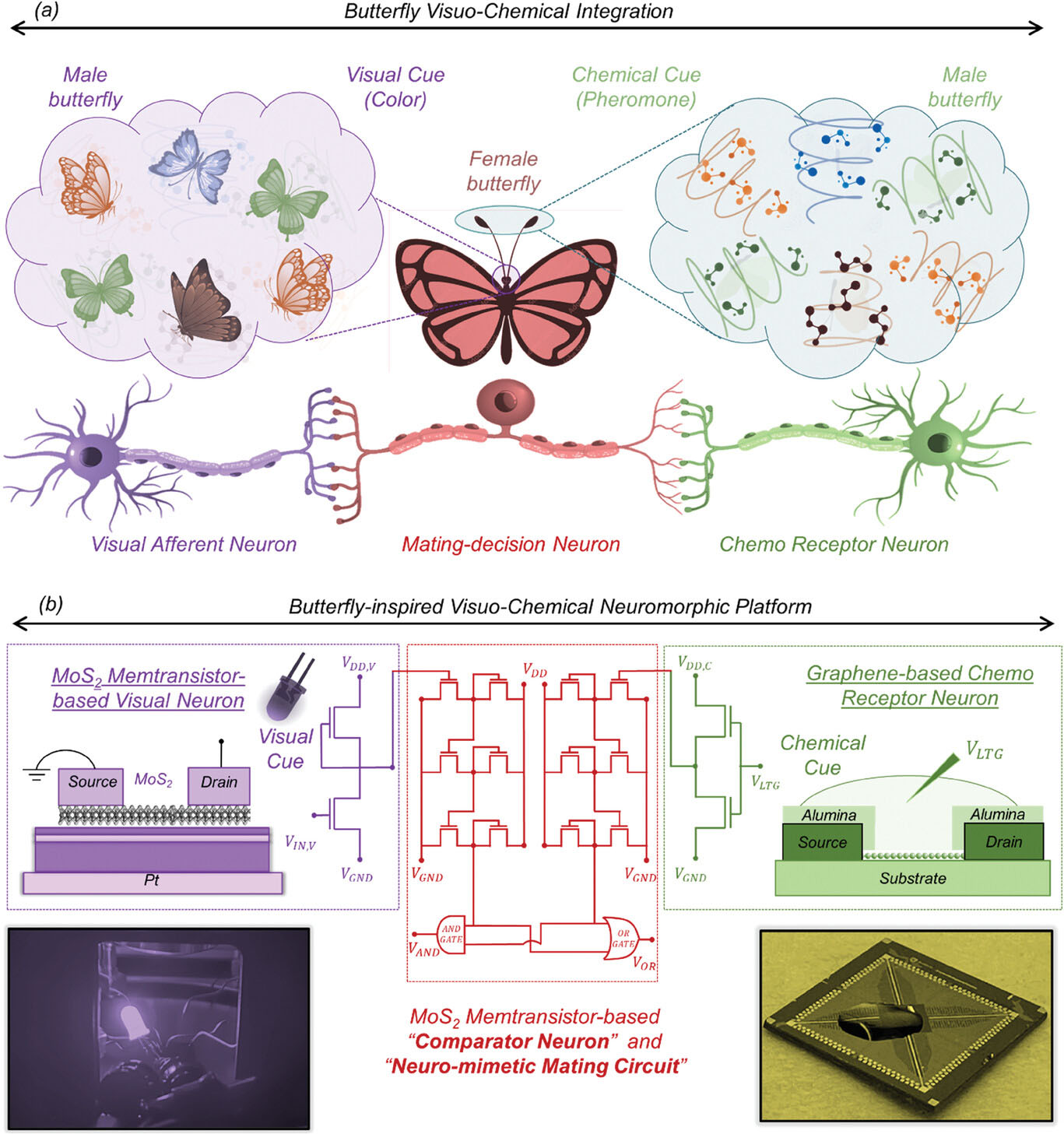 Butterfly-inspired visuo-chemical integration for neuromorphic computing