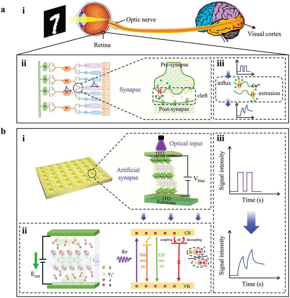 The concept of an artificial visual system mimicking the biological system